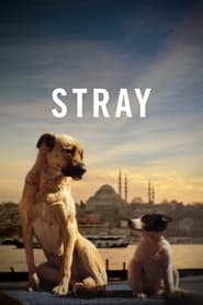 Stray (2020) subtitles - SUBDL poster