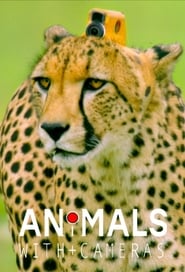 Animals with Cameras (2018) subtitles - SUBDL poster