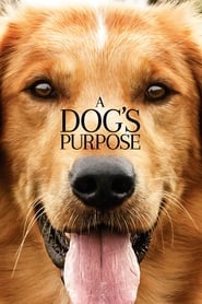 A Dog's Purpose Turkish  subtitles - SUBDL poster