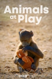 Animals at Play (2019) subtitles - SUBDL poster
