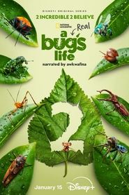 A Real Bug's Life