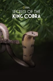 Secrets of the King Cobra (2010) subtitles