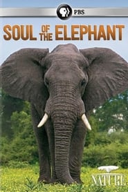 Soul of the Elephant (2015) subtitles