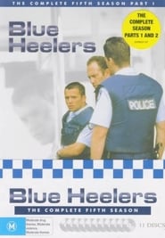 Blue Heelers