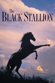 The Black Stallion Farsi_persian  subtitles - SUBDL poster
