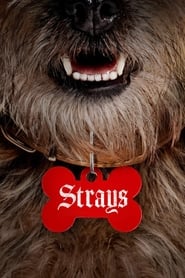 Strays Indonesian  subtitles - SUBDL poster